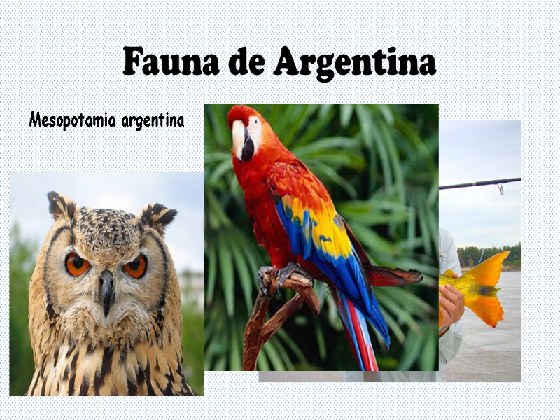 Fauna de Argentina Mesopotamia argentina